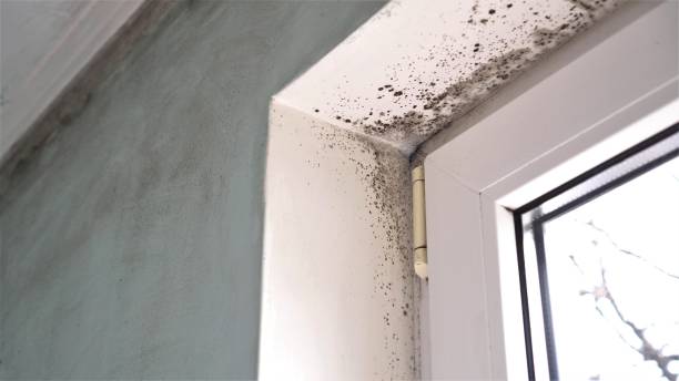 Best Office Mold Removal Services  in Freeland, WA