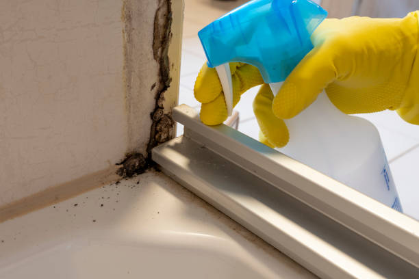 Best Mold Removal and Inspection  in Freeland, WA