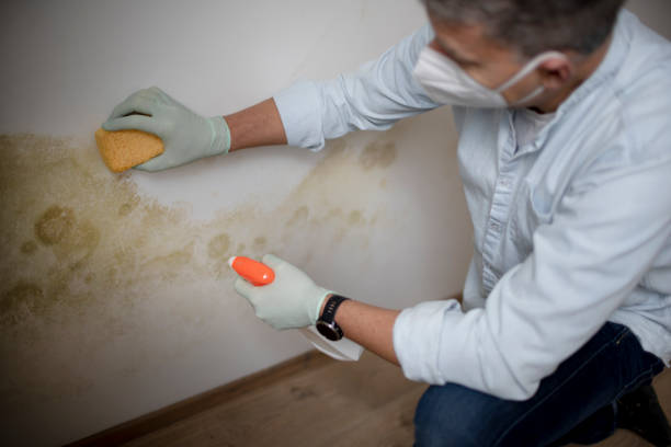 Professional Mold Removal in Freeland, WA