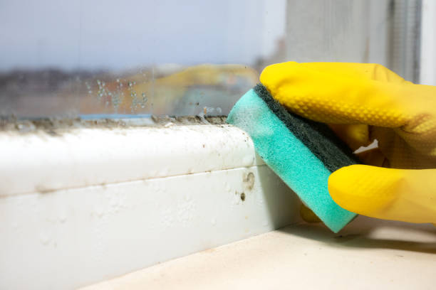Best Professional Mold Removal  in Freeland, WA