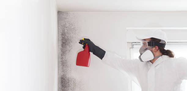 Best Commercial Mold Removal  in Freeland, WA