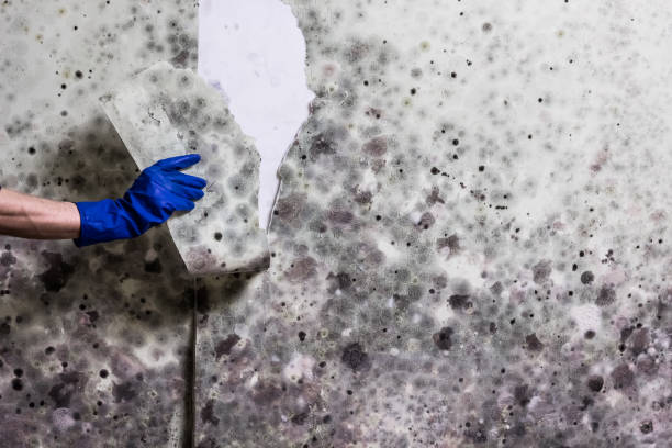 Best Mold Damage Repair  in Freeland, WA