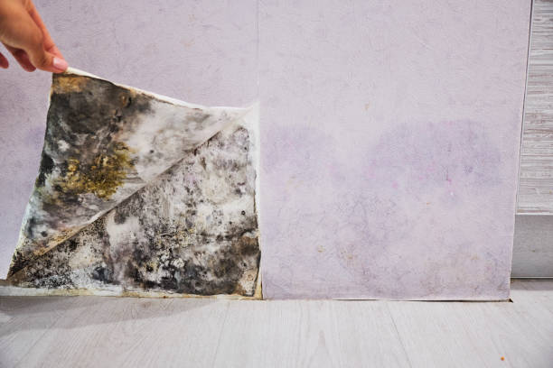 Best Fast Mold Removal  in Freeland, WA